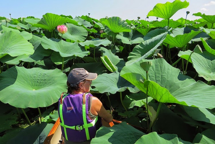 Mincio tra i fiori di loto